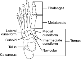 Find Our More Information Uses And Functions Of Our You Are Loved Http Www Learnbones Com Foot Bones Anatomy Foot Bone Anatomy Anatomy Tarsus