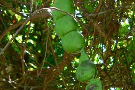 Image result for Callichilia