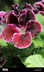 Image result for Geraniaceae