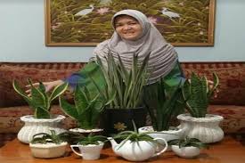 Adapun lebar daun bisa mencapai 2 hingga 4 inci dan panjangnya beberapa jenis tanaman lidah mertua ini mirip dengan lidah mertua yang biasa ditemui sebagai tanaman hias di rumah. Peluang Bisnis Jual Sehat Lewat Tanaman Lidah Mertua Entrepreneur Bisnis Com