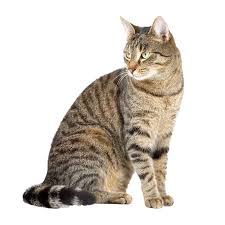 ‪Home - International Cat Care‬‏