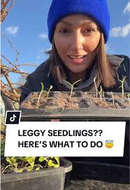 How to Fix Leggy Seedlings for Healthier Plants