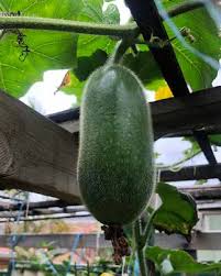 Image result for Cucumis quintanilhae
