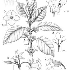 Wahlenbergia tumidifructa is a small herbaceous plant in the family campanulaceae. Distribution Of Australian Wahlenbergia Species In Relation To The Download Scientific Diagram