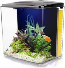 As a beginner, you may feel overwhelmed at first. The 25 Best Betta Fish Tanks Of 2021 Pet Life Today