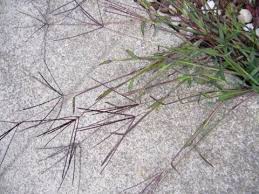 Image result for Digitaria sanguinalis