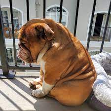 Visits:36411 ch, jr ch ocobo candy king x meljane bulldogs miracle sophie. This Bulldog Named Big Poppa Is Sad Because He Can T Play With Kids Outside And People On The Internet Are Heartbroken Bored Panda