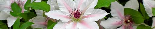Clematis bequem und günstig online bestellen. Pruning Clematis Garden World