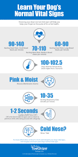 What is a normal heart rate during normal activity? Keeping A Pulse On Your Dog S Vital Signs Dr Buzby S Toegrips For Dogs Vital Signs Dog Ate Chocolate Normal Vital Signs