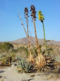 Image result for Agave