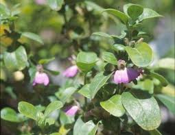 Image result for Justicia petiolaris