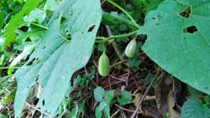 Image result for Sechium edule
