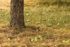 We did not find results for: Apel Jatuh Pembelajar Net