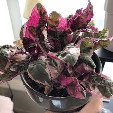 Water your waffle plant whenever the top 2 to 4 inches of soil feels dry to the touch. Hemigraphis Alternata Snow White Snow White Waffle Plant In Gardentags Plant Encyclopedia