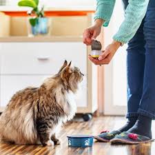 Dry cat food is a common choice for cat owners due to it being cheaper, easier to store, and slower to perish out in the open when compared to wet cat foods; How To Buy The Best Cat Food According To Veterinarians