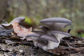 And what oyster mushrooms taste like. Oyster Mushrooms Buying Cooking And Recipes