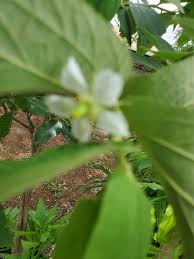 Image result for Uvaria welwitschii