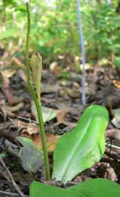 Image result for Liparis harketii