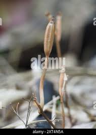 Image result for Didymoplexis