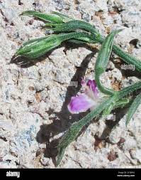 Image result for Dicliptera paniculata