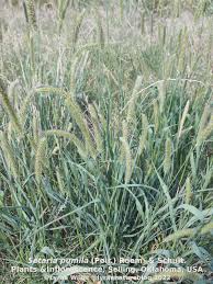 Image result for Setaria pumila