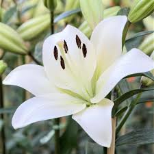 Dainty deep pink and white blooms multiply every year. Fragrant Asiatic Lily La Hybrid Bulbs For Sale Online Richmond Easy To Grow Bulbs