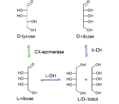 Carbs convert to glucose (sugar) in our systems, yes. Interconversion Of D And L Sugars D Ribose Can Only Be Converted To Download Scientific Diagram