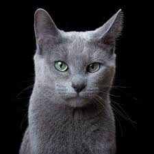 pin na doske i love cats