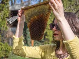 Hive Autopsies & Deadout Clean-up — Bee & Bloom