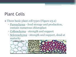 The three main plant cell types. Plant Form And Function Ppt Download