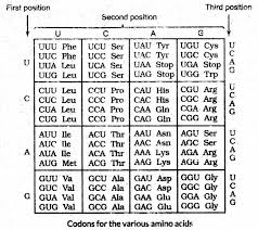 Dna fingerprinting, gel electrophoresis, polymerase chain reaction (pcr). Important Questions For Cbse Class 12 Biology Genetic Code Human Genome Project And Dna Fingerprinting