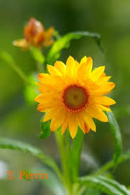 Image result for Helichrysum argyrosphaerum