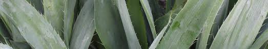 Image result for Erlangea remifolia