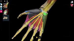 The skeletal system is free! Anatomy Learning 3d Atlas Apk Download From Moboplay