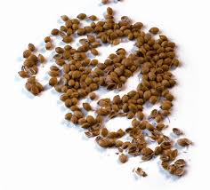 The first thing you should do is select a seed and version. Coriander Seed Bbc Good Food
