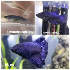Female bettas develop vertical stripes when in mating condition. My Female Betta Lapis I Got Her As A Baby I M So Proud Of Her Transformation To Healthy And Beautiful Aquariums