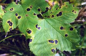 Pruning the maple several times a year is a great way to keep the maple in good health and looking elegant.v161590_b01. Maple Tree Diseases Common Problems With Maples The Tree Center