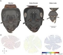 Image result for Antherotoma