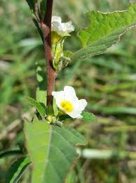 Image result for Sida spinosa