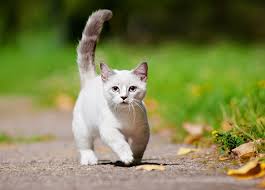 Este foarte loiala stapanilor ei, cu o inteligenta peste medie. Cea Mai Mica Pisica Din Lume