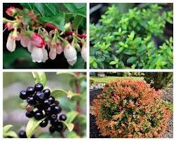 Image result for Vaccinium stanleyi
