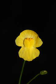 Image result for Utricularia gibba