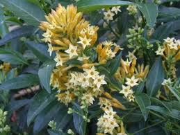 Image result for Cestrum parqui