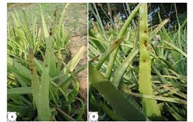 Aloe vera plants are widely grown and widely used for their medicinal properties. Aloe Vera Brown Spots On Aloe Vera Plant