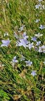 Image result for Wahlenbergia undulata