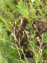 Image result for Schkuhria pinnata