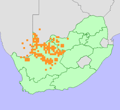 Image result for Aptosimum albomarginatum