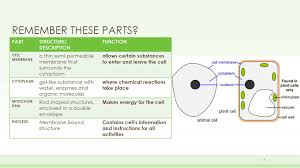 Maybe you would like to learn more about one of these? Plant Cells Lesson Ppt Download