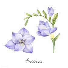Illustration Of Freesia Flower Isolated On White Background Free Image By Rawpixel Com Flower Illustration Freesia Flowers Plant Illustration
