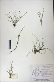 Image result for Murdannia semiteres